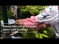 Muz Ağacı İçin Suda Çözünür Kalsiyum Amino Şelatlı %15 Gübre