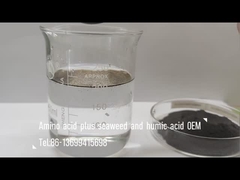 Deniz yosunu ve humik asit bileşik gübre ile amino asit karışımı yaprak püskürtme ve sulama olarak