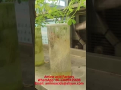 Mangan Amino Asitleri Kelatlı Mineraller Fosfor Emimini Artırır