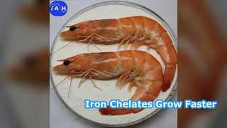 Yem Demiri Amino Asit Şelatları Hayvan Büyümesini Artırır