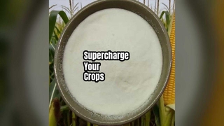 Mahsul Verimini Artırın Amino Asit Tozu %80