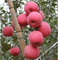Potasyum Gübresi, Elma Meyvelerinin Antosiyanin Birikmesini Artırır Kırmızı Renklenme