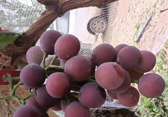 Adı